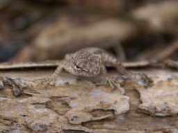 Lagartija en El Rocio