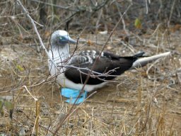 Lindo piquero patas azules