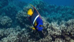 Bajo del agua